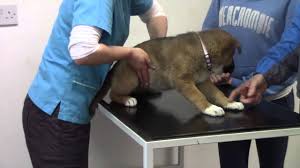 A veterinarian simply injects a microchip for pets, about the size of a grain of rice (12mm), beneath the surface of your pet's skin between the shoulder blades. Healthy Pets Veterinary Clinic Dundalk Youtube