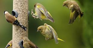 Maybe you would like to learn more about one of these? How The Experts Attract Birds To Their Backyard