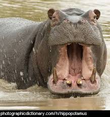 Animal That Starts With H Animals That Start With H Animals Hippopotamus Warmblood