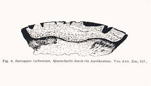 Image result for Cyclocarpa