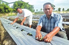 Ada beberapa cara menanam timun suri agar cepat berbuah. Cara Menanam Timun Suri Bibitbunga Com