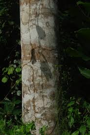 Image result for Xylopia wilwerthii