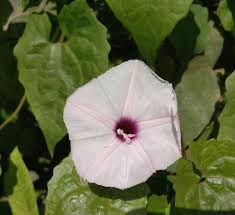 Image result for Ipomoea marginata