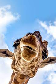 Enjoy The Palm Life Usapalm Com Giraffe Pictures Cute Animal Photos Cute Baby Animals