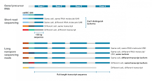 We did not find results for: Single Cell Sequencing Oxford Nanopore Technologies