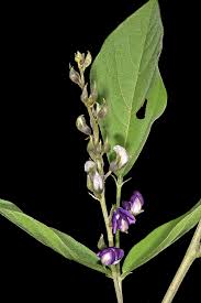 Image result for Neorautanenia mitis