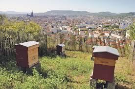 Zusammenpassendes spiel für kinder zählen sie, wieviele bienen im bild sind und wählen sie die korrekte zahl. Bienenhaltung Im Wohngebiet Zulassen Bauernzeitung