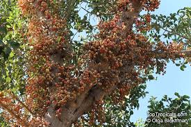 Image result for Ficus sycomorus