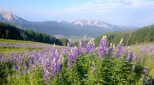 Image result for Orthopichonia