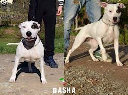 American Pitbull Terrier Black And White Dasha Ukc From Italia American Pitbull Terrier Pitbull Dog Pitbull Terrier