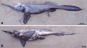 Image result for Orthopichonia