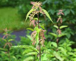 Image result for Urtica