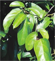 Image result for Cryptocarya