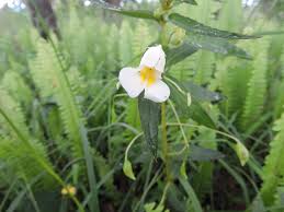 Image result for Impatiens assurgens