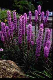 Liatris Kobold Bluestone Perennials Flowers Perennials Planting Flowers Tall Plants