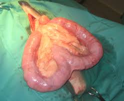 Преимущества и риски кастрации собак и кошек — Зачем человеку собака?