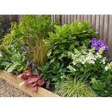 Mixed Shady Border Garden Shrubs Plants Shade Tolerant Plants