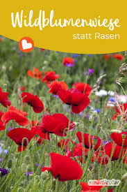 Warum Du Diesen Herbst Eine Wildblumenwiese Anlegen Solltest Wildblumenwiese Blumen Wiese Wiese