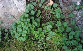 We've also included a few tricks to get rid of them, so read along. How To Identify Garden Weeds Letsfixit