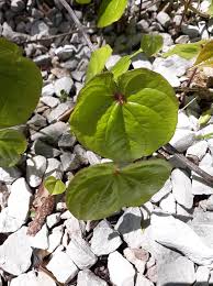 Image result for Polystachya virginea