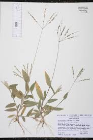 Image result for Alloteropsis