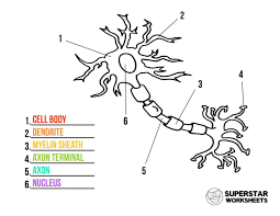 Grab Your Free Printable Neuron Cell Worksheets From Superstarworksheets For Coloring Pages Label Worksheets N In 2020 Cells Worksheet Neurons Animal Cells Worksheet
