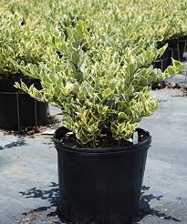 Image result for Ligustrum