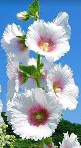 70 Flowers With Meaning Flowersandflowerthings Hollyhocks Flowers Beautiful Flowers Garden Amazing Flowers