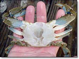 Take a look at this easy way to clean and cook blue crabs! How To Clean Blue Crabs Before Cooking Blue Crab Recipes Crab Blue Claw Crab
