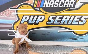 It's the grassroots foundation of the sport, bringing it's the grassroots foundation of the sport, bringing nascar racing to the neighborhood & fueling the passion of race fans across north america. Photos Nascar Puts Puppies On Track To A New Forever Home
