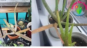 Hollywood is an expensive place, though. Why Are Aloe Leaves Turning Brown And How To Fix It Garden For Indoor