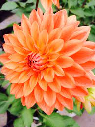 Beautiful Dahlias From Proven Winners Dahlia Flower Garden Amazing Flowers Flowers Photography Beautiful