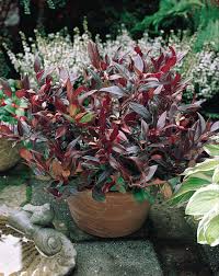 Flowering evergreen shrubs blossom seasonally and then stay green all year long. Our Top Six Easy Maintenance Evergreen Shrubs The People S Friend