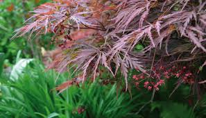 Schnell Wachsende Pflanzen Schnellwachsendepflanzen Sichtschutz Im Garten Mit Schnell Wachsenden Pflanzen Herbs Plants Flowers