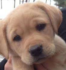 You'll find below all the articles written in the puppy category of this site. Home Sunset Valley Retrievers Pine Island Mn