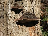 Image result for Phellinus rimosus