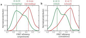 Dna mutation simulation activity answer key. Free Energy Simulations Reveal Molecular Mechanism For Functional Switch Of A Dna Helicase Elife