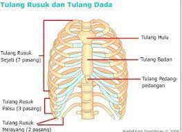 Rangka manusia lengkap dengan bahasa latinnya. Kerangka Manusia Fungsi Bagian Bagian Rangka Serta Penjelasannya