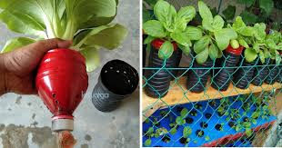 Sesiapa pun boleh belajar cara tanam sayur dalam pasu. Lelaki Ni Kongsi Cara Tanam Sayur Guna Bekas Air Mineral Nak Elak Serangga Perosak Ikut Cara Ini Keluarga