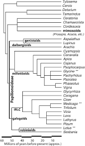 Image result for Macrotyloma maranguense