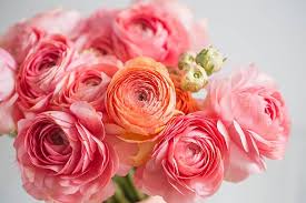 Logan Florist Flower Delivery By Plant Peddler Floral