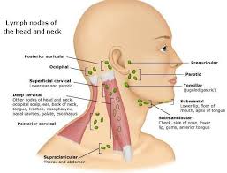 Squamous Cell Squamous Cell Carcinoma Bodywork Lymph Nodes Lymph Glands Lymph Massage