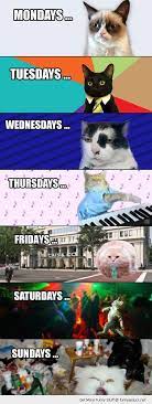 The Week Explained By Cats Grumpy Cat Humor Funny Animal Jokes Cute Funny Animals