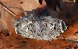 Barn Owl Poop