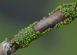 Image result for Wolffia arrhiza