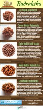 Rudraksha Is A Characteristic Seed Of The Blue Product Of The Evergreen Tree Elaeocarpus Ganitrus Indigenous To The Himalayas And Rudraksha Hindu Mantras Shiva