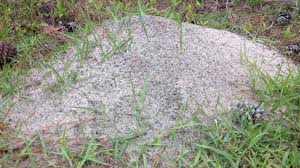 A 50/50 mixture of baking powder and sugar can provide an effective way to get rid of ants naturally. Grow Big Fish Kill Fire Ants
