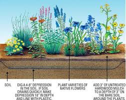 Rain Gardens Rain Garden Garden Planning Rain Water Collection System