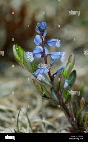 Image result for Polygalaceae