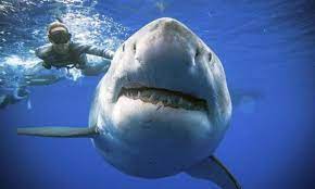 Le acque della carolina del nord. Avvistato Deep Blue Lo Squalo Piu Grande Al Mondo E Lungo 6 Metri Radio 105